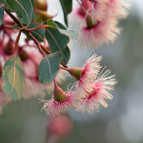Pink,And,White,Blossoms,Of,The,Australian,Native,Corymbia,Fairy