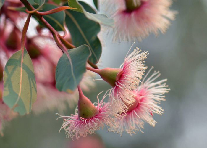 Pink,And,White,Blossoms,Of,The,Australian,Native,Corymbia,Fairy